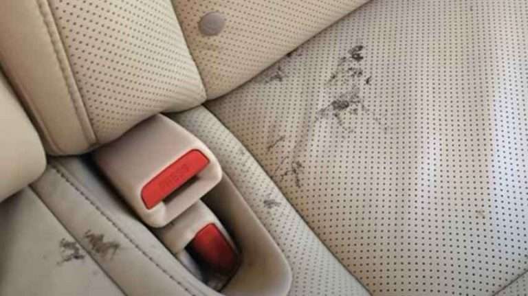 how-to-remove-grease-from-leather-car-seats-step-by-step