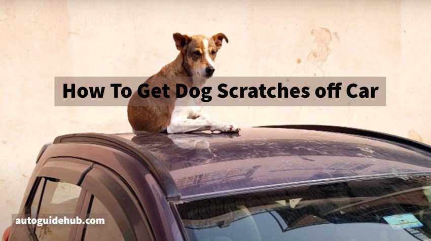 How To Get Dog Scratches off Car
