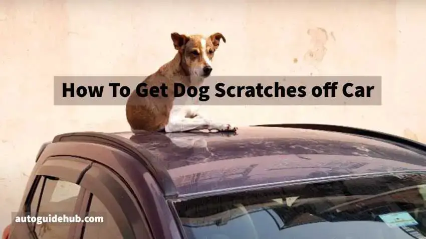 How To Get Dog Scratches off Car